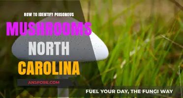 Identifying Poisonous Mushrooms in North Carolina: A Safe Foraging Guide