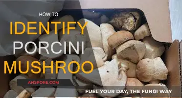 Recognizing Porcini Mushrooms: A Forager's Guide