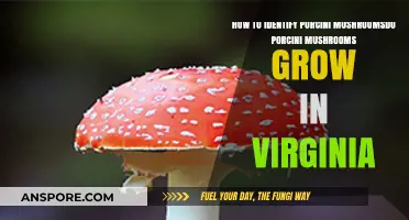 Identifying Porcini Mushrooms: Do They Grow in Virginia?