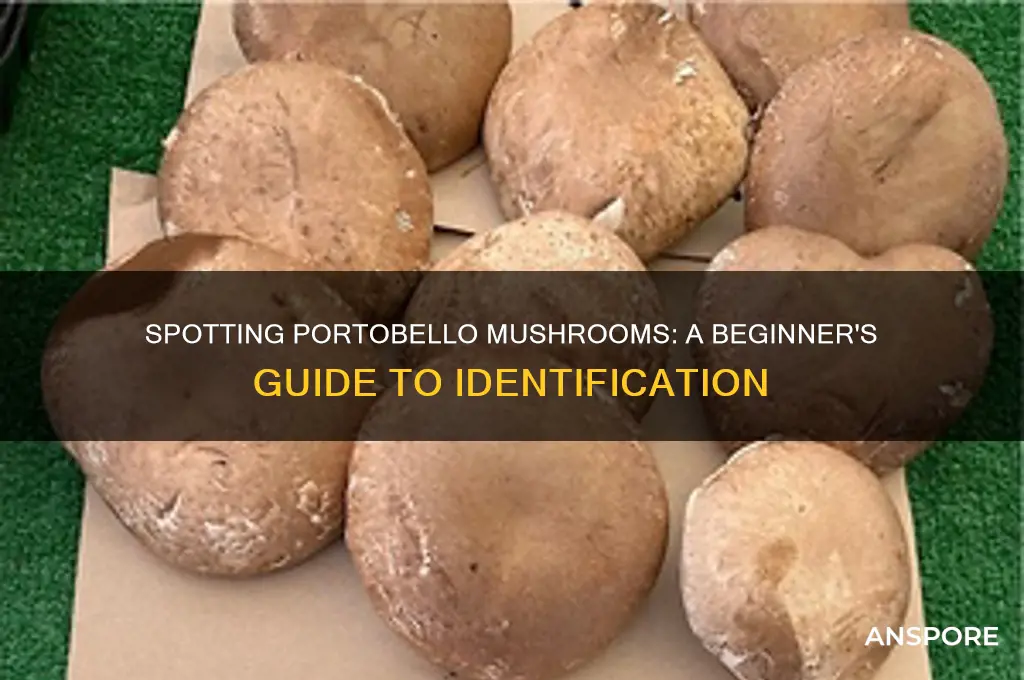 how to identify portobello mushrooms