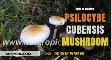 Spotting Psilocybe Cubensis: A Beginner's Guide to Identification