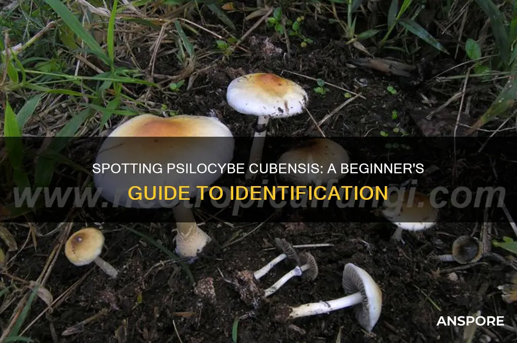how to identify psilocybe cubensis mushrooms