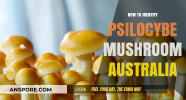 Identifying Psilocybe Mushrooms in Australia: A Comprehensive Guide