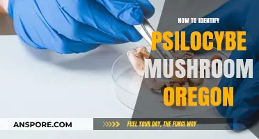 Identifying Psilocybe Mushrooms in Oregon: A Comprehensive Guide