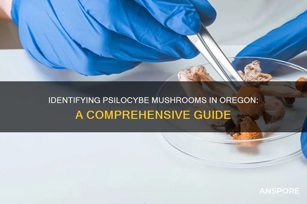 how to identify psilocybe mushrooms oregon