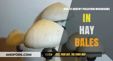 Spotting Psilocybin Mushrooms in Hay Bales: A Beginner's Identification Guide