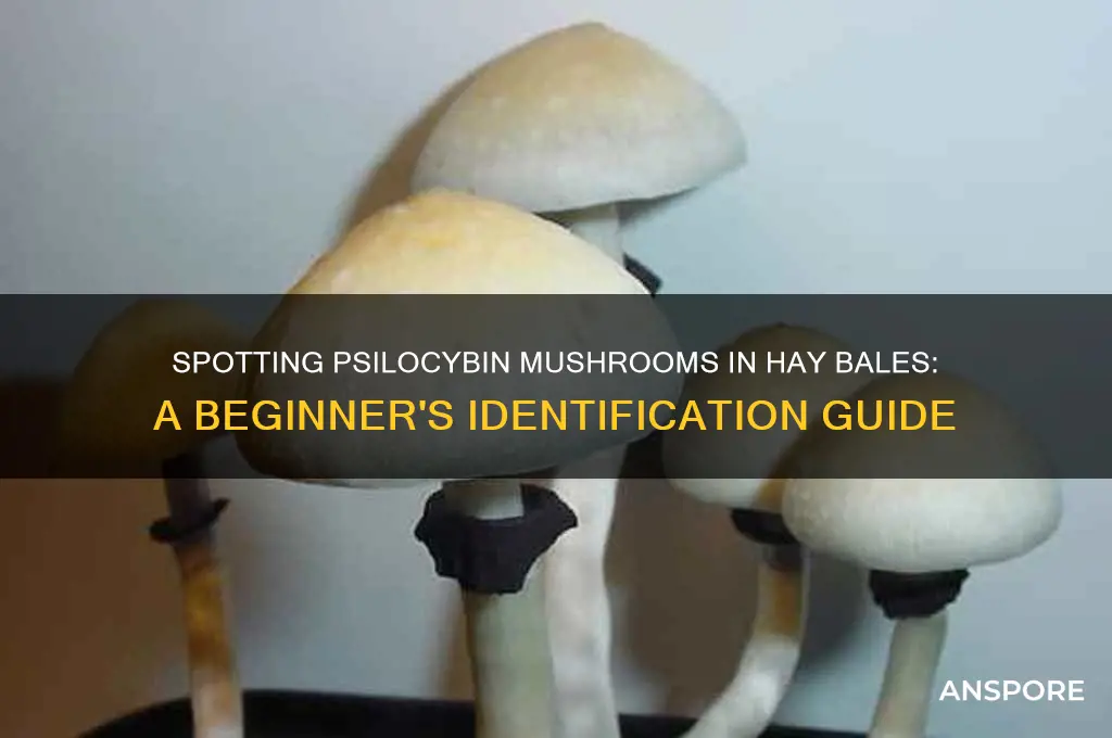 how to identify psilocybin mushrooms in hay bales