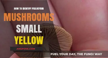 Identifying Small Yellow Psilocybin Mushrooms: A Beginner's Guide