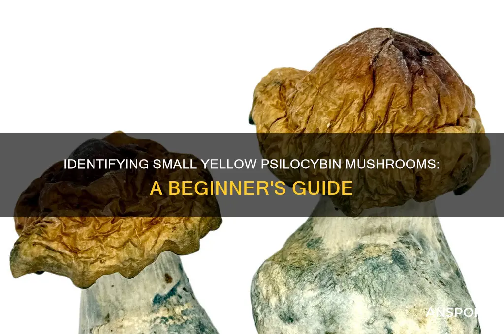 how to identify psilocybin mushrooms small yellow
