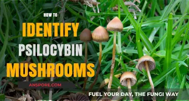 Recognizing Magic Mushrooms: A Guide to Identifying Psilocybin
