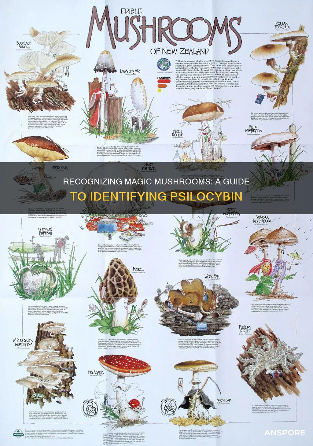how to identify psilocybin mushrooms