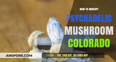 Identifying Psychedelic Mushrooms in Colorado: A Beginner's Guide