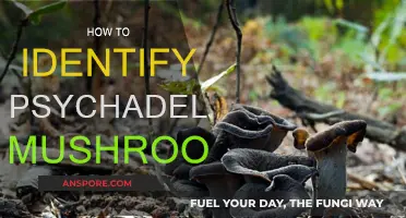 Spore, Stem, and Cap: Identifying Psychedelic Mushrooms