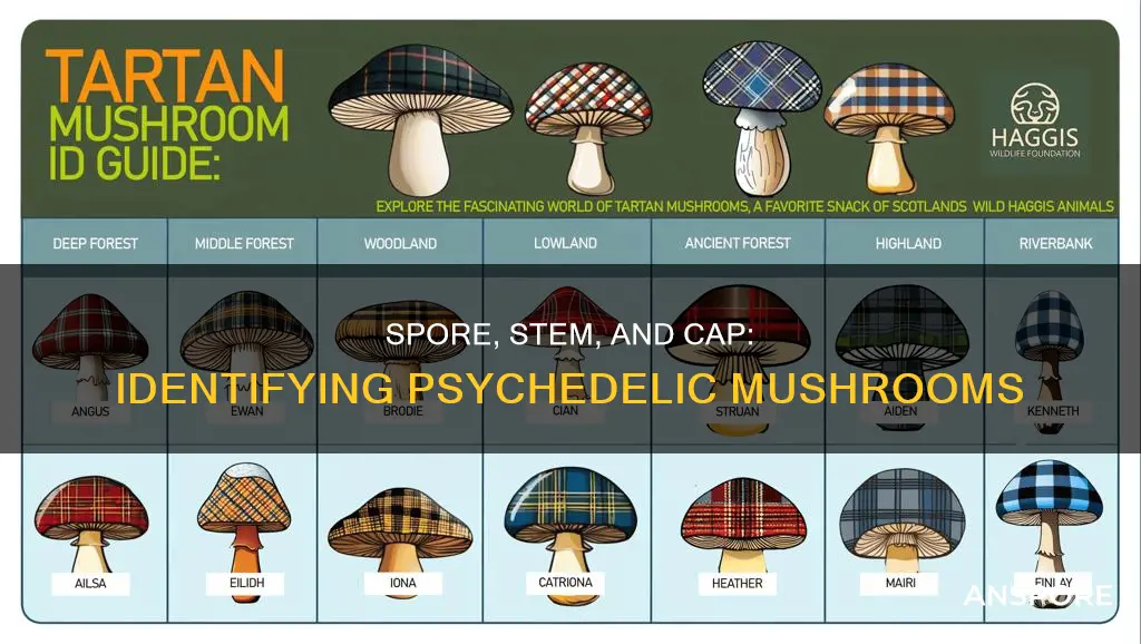how to identify psychadelic mushrooms