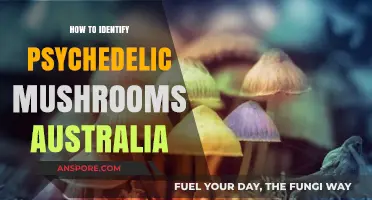 Identifying Psychedelic Mushrooms in Australia: A Comprehensive Guide