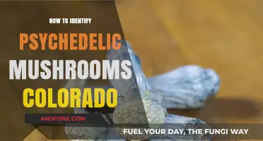Identifying Psychedelic Mushrooms in Colorado: A Beginner's Guide