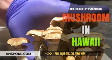 Spotting Psychedelic Mushrooms in Hawaii: A Beginner's Identification Guide