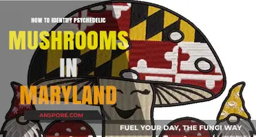Identifying Psychedelic Mushrooms in Maryland: A Comprehensive Guide