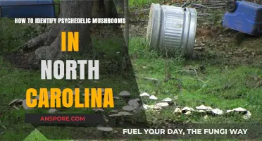 Identifying Psychedelic Mushrooms in North Carolina: A Comprehensive Guide