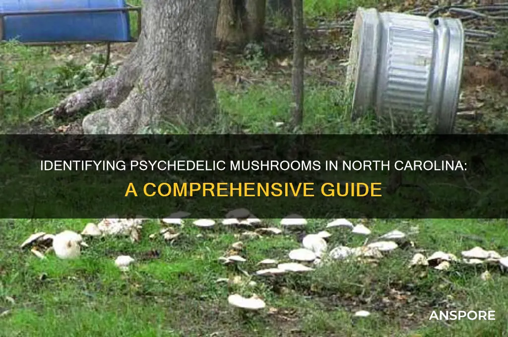 how to identify psychedelic mushrooms in north carolina