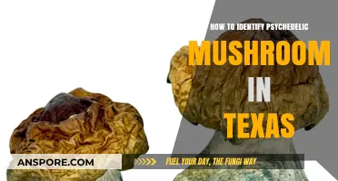 Identifying Psychedelic Mushrooms in Texas: A Beginner's Guide to Foraging