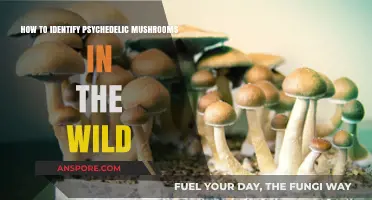Spotting Psychedelic Mushrooms: A Guide to Wild Identification