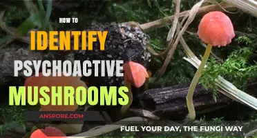 Spot Psychoactive Mushrooms: A Guide to Identification