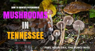 Identifying Psychedelic Mushrooms in Tennessee: A Beginner's Guide