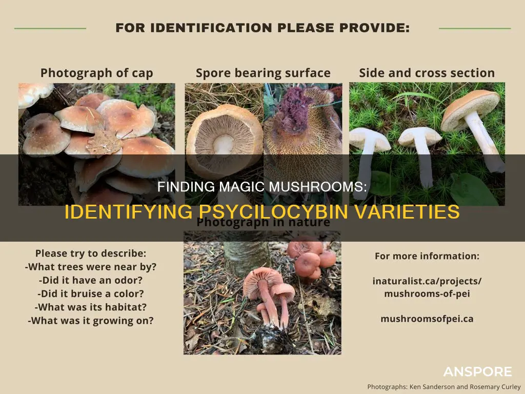 how to identify psycilocybn mushrooms