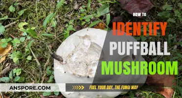 Recognizing Puffball Mushrooms: A Guide to Identification