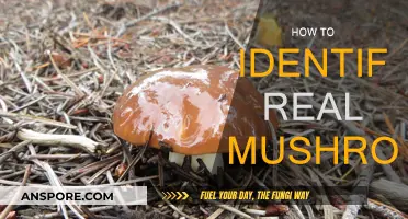 Mushroom Foraging: Spotting the Real Deal