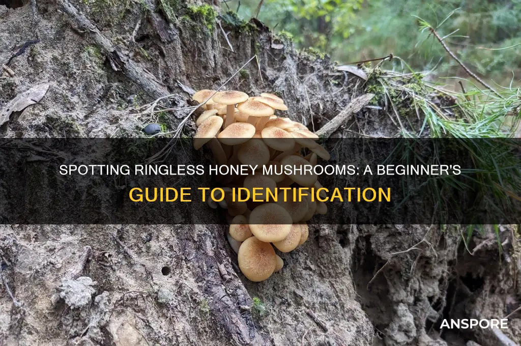 how to identify ringless honey mushrooms