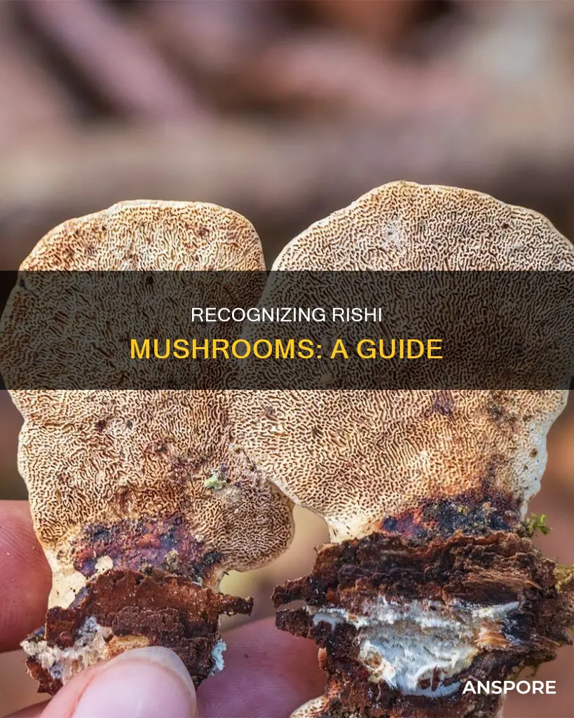 how to identify rishi mushrooms