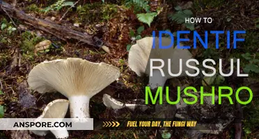 Russula Mushroom ID: What to Look For