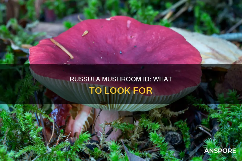 how to identify russula mushrooms