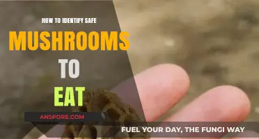 Foraging Safely: A Beginner's Guide to Identifying Edible Mushrooms