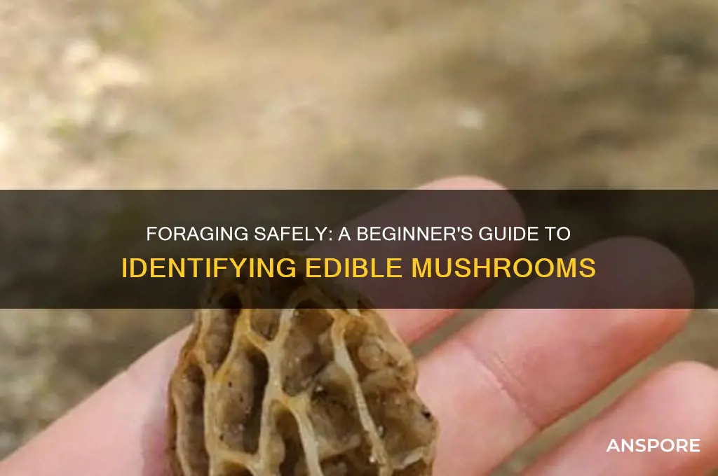 how to identify safe mushrooms to eat