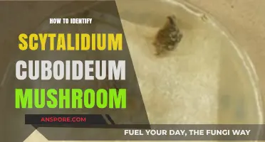 Identifying Scytalidium Cuboideum: A Comprehensive Guide to Spotting This Unique Mushroom