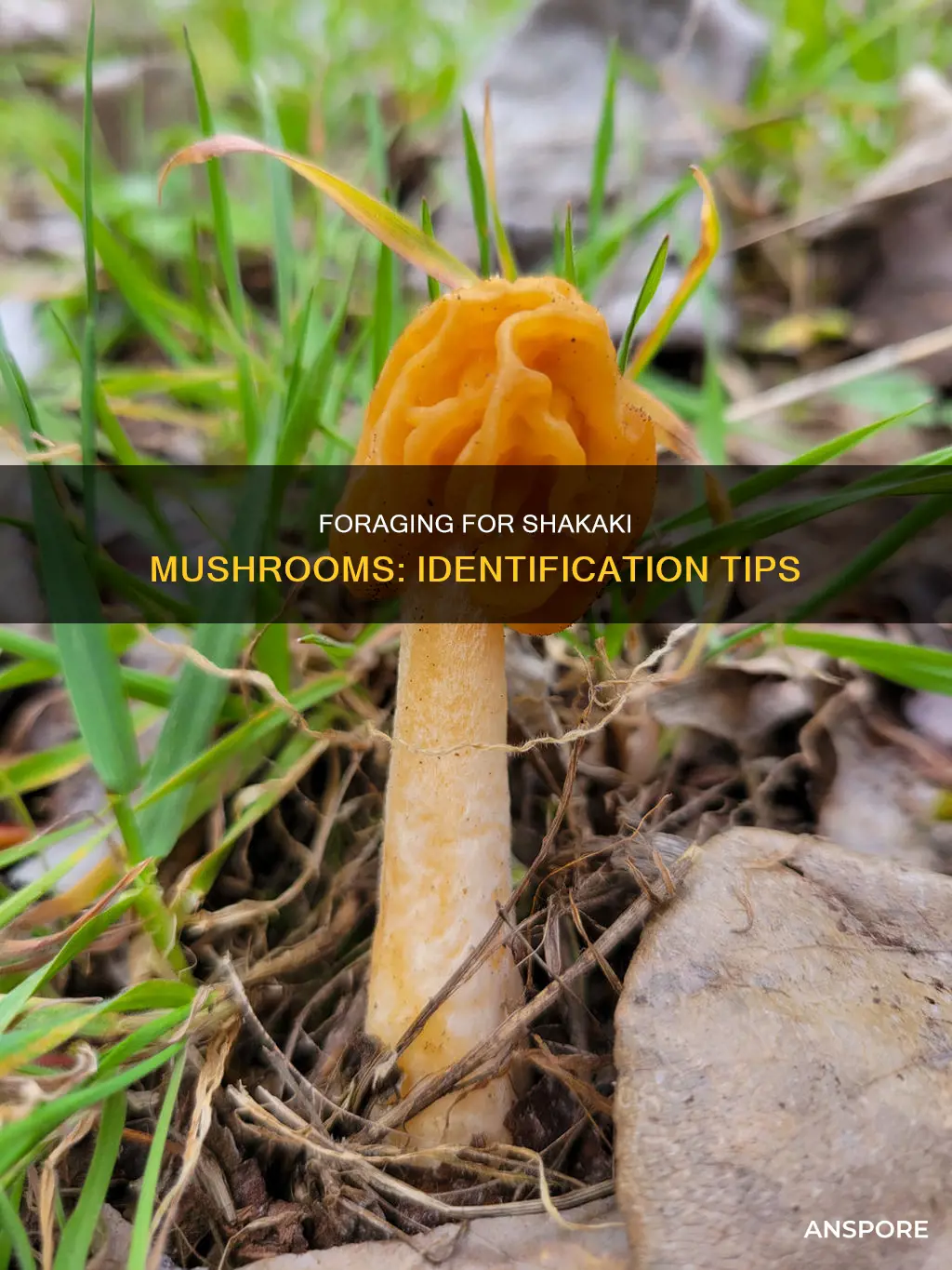 how to identify shakaki mushrooms