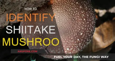 Shiitake Mushrooms: How to Identify and Forage