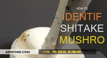 Identifying Shiitake Mushrooms: A Guide to Foraging