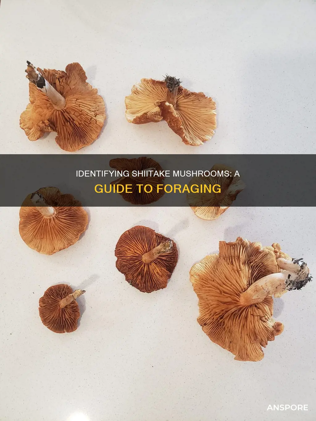 how to identify shitake mushrooms
