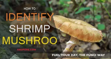 Recognizing Shrimp Mushrooms: A Guide to Identification