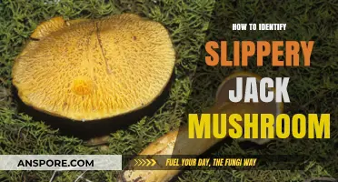 Spotting Slippery Jacks: A Guide to Identifying These Tricky Mushrooms