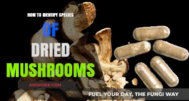 Mastering Mushroom Identification: A Guide to Dried Fungal Species