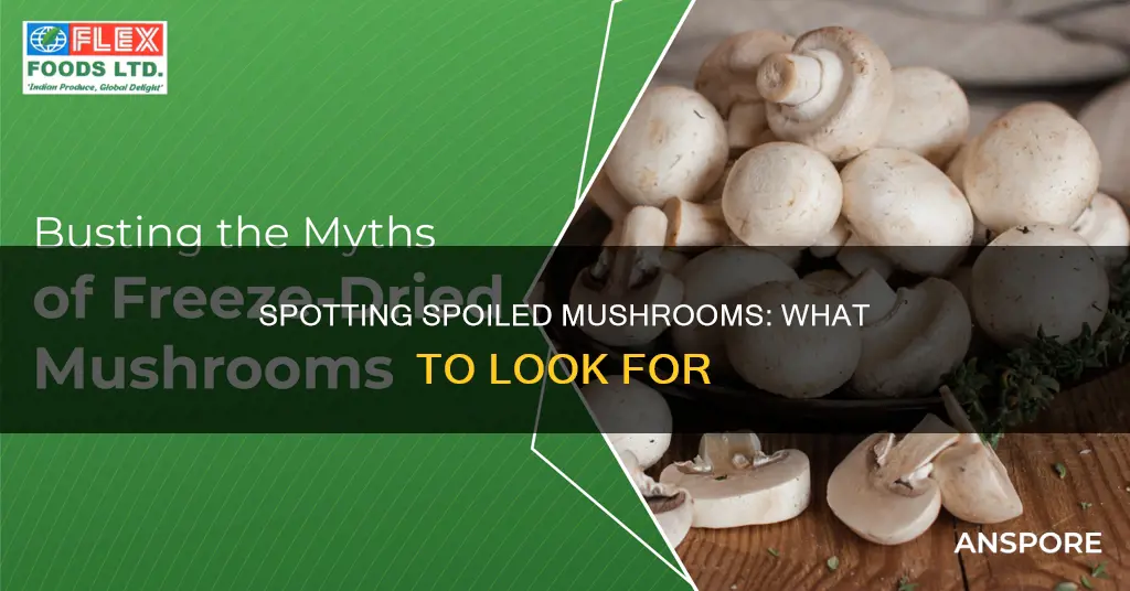 how to identify spoiled mushrooms