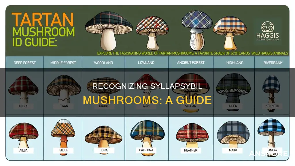 how to identify syllapsybil mushrooms