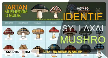 Recognizing Syllaxiabi Mushrooms: A Guide