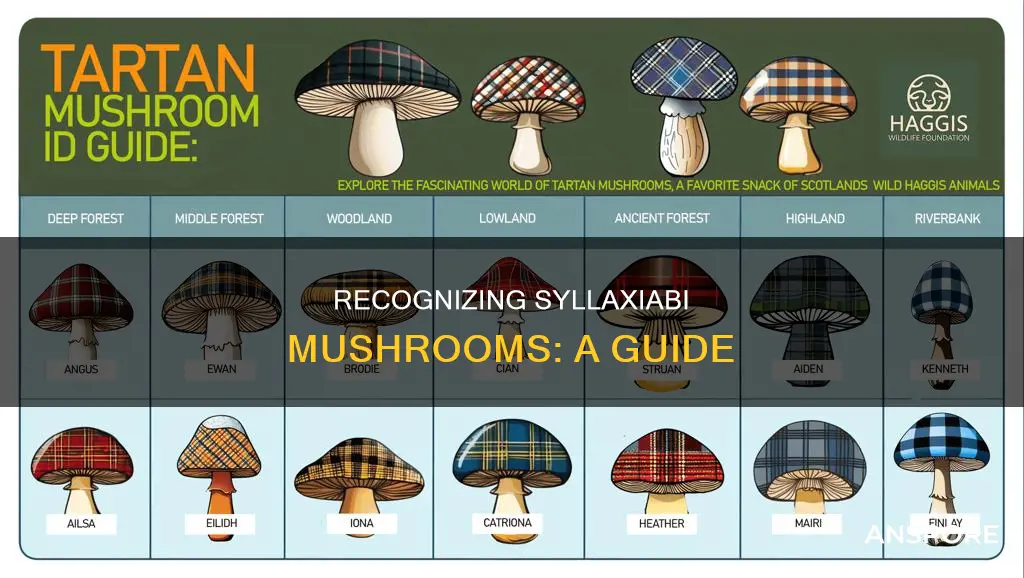 how to identify syllaxaibi mushrooms