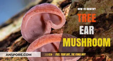 Spotting Tree Ear Mushrooms: A Beginner's Guide to Identification